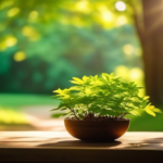 Serene outdoor space at a mindfulness meditation retreat with dappled sunlight filtering through green trees, creating a peaceful environment.